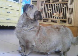 公狗不育的原因是什么？感兴趣的来看一下吧(图2)