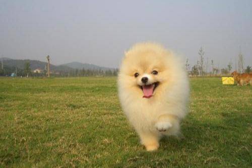 博美宠物狗感觉不舒服的表现 一切的基础的应该是精神方面(图3)