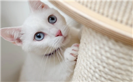 当当当 给首页减少“猫片”含量~(图1)