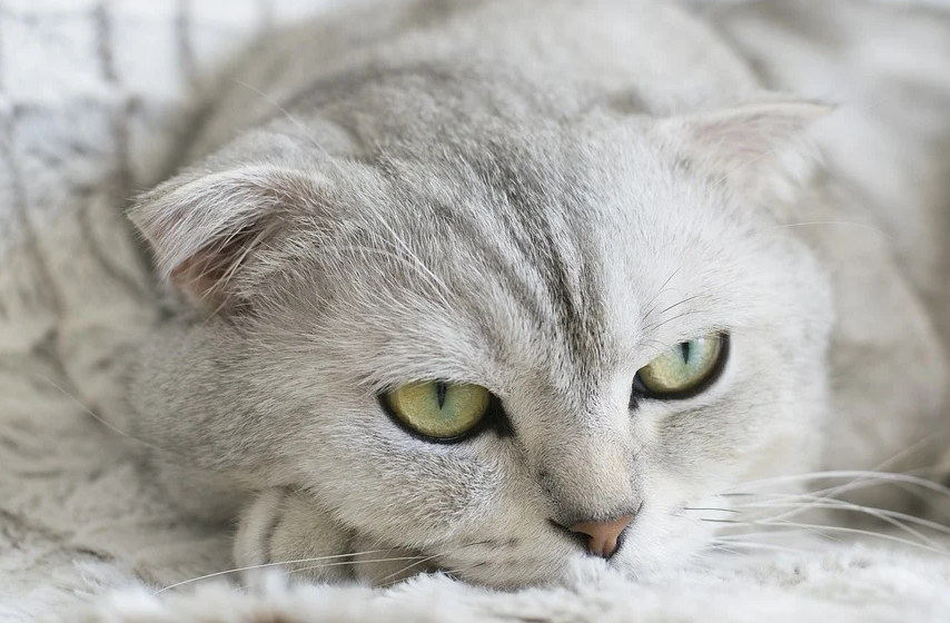 当当当 给首页减少“猫片”含量~(图2)