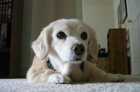 [原创]狗狗漏尿咋回事？宠主看过去(图2)