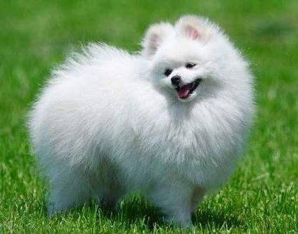 白色博美的饲养过程方法 比较多那就在护理上面(图3)