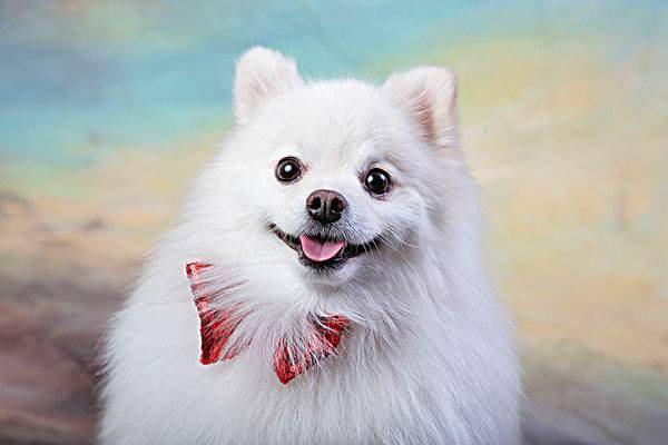 白色博美的饲养过程方法 比较多那就在护理上面(图2)