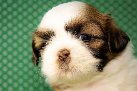 一文告诉你吧 狗狗眼睑外翻原因及治疗方法(图2)