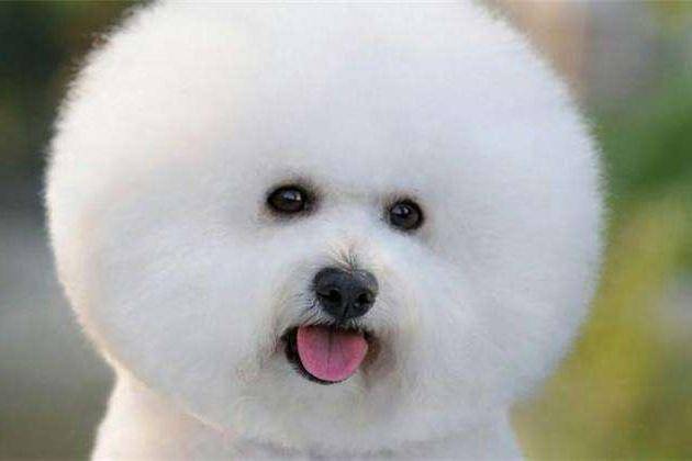 博美不啃狗粮也可以吗？不过是好像不行的(图3)