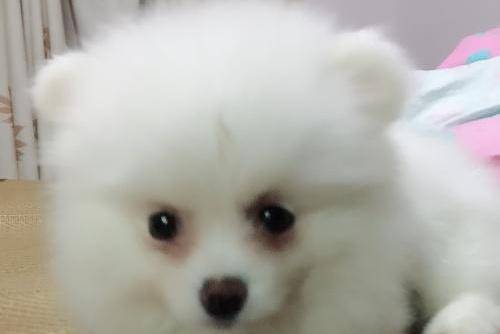 博美不啃狗粮也可以吗？不过是好像不行的(图1)