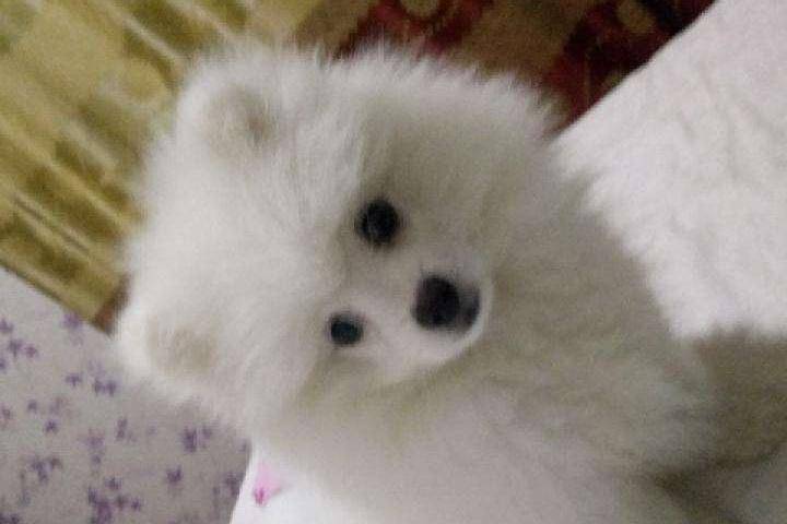 博美不啃狗粮也可以吗？不过是好像不行的(图2)