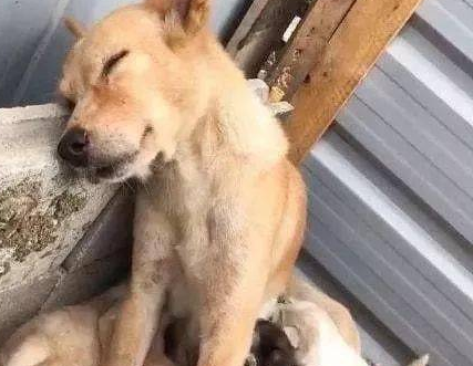 要如何防止狗狗流产？来去看看吧(图1)