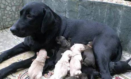 要如何防止狗狗流产？来去看看吧(图2)