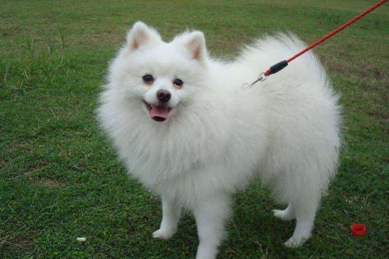 博美宠物级是什么意思 来科普下行业知识(图1)