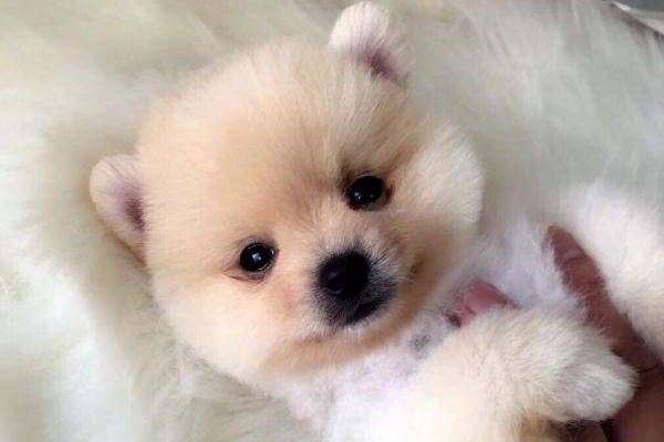 博美宠物级是什么意思 来科普下行业知识(图2)