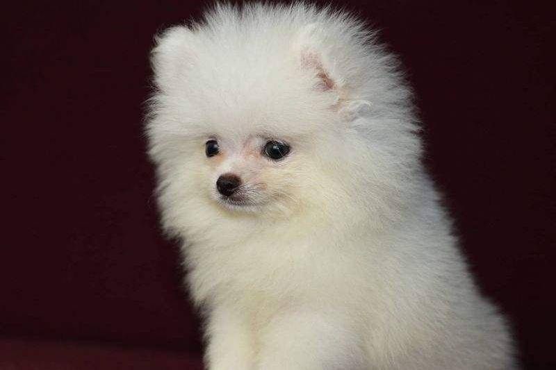 博美宠物级是什么意思 来科普下行业知识(图3)