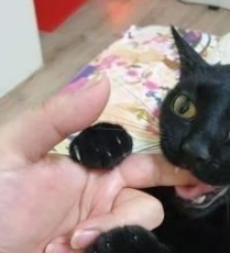 猫咪把主人当妈妈 一岁了还很喜欢吸吮主人手指 主人无奈买了奶嘴(图2)