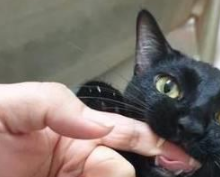 猫咪把主人当妈妈 一岁了还很喜欢吸吮主人手指 主人无奈买了奶嘴(图1)