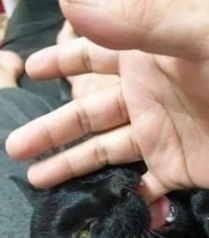 猫咪把主人当妈妈 一岁了还很喜欢吸吮主人手指 主人无奈买了奶嘴(图3)