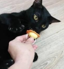 猫咪把主人当妈妈 一岁了还很喜欢吸吮主人手指 主人无奈买了奶嘴(图4)