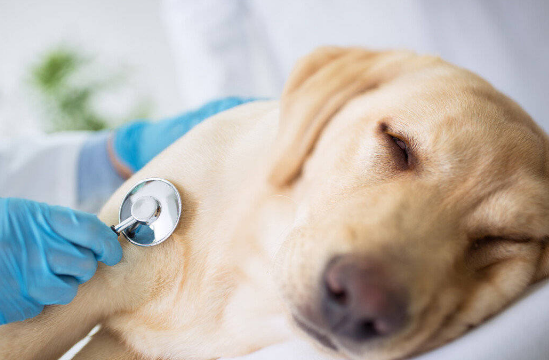 狗狗消化道出血症状及防治方法有都有哪些？来了解下吧(图2)