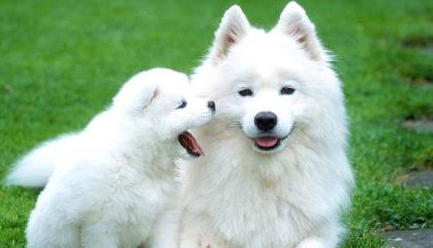 狗狗消化道出血症状及防治方法有都有哪些？来了解下吧(图1)