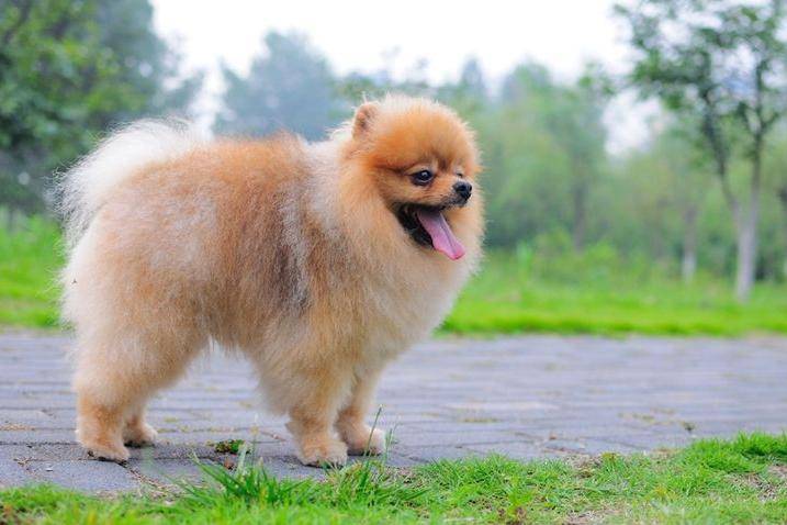 白博美和银狐有区别吗？外形三观差异都比较大(图3)