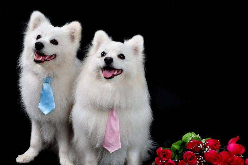 白博美和银狐有区别吗？外形三观差异都比较大(图2)