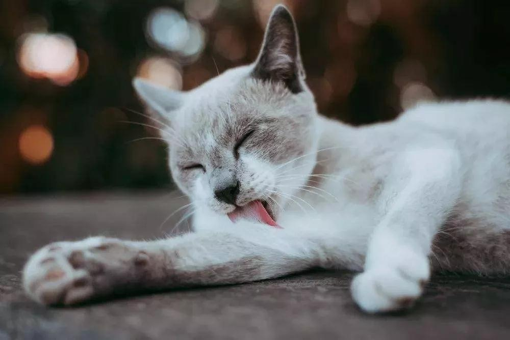 猫咪狂暴舔毛的背后 以前还有这么多小秘密~(图2)