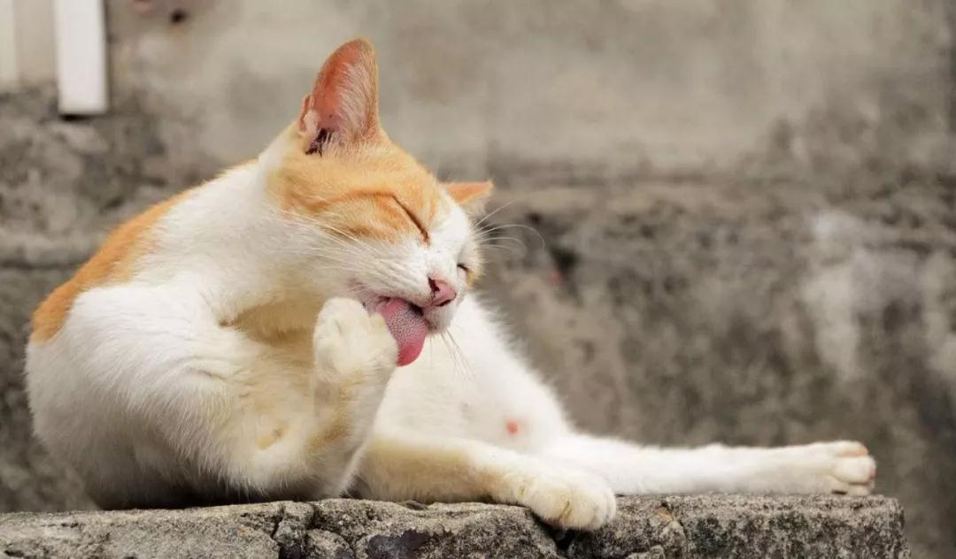 猫咪狂暴舔毛的背后 以前还有这么多小秘密~(图1)