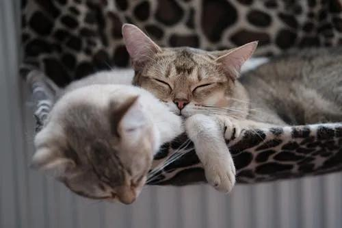 猫咪狂暴舔毛的背后 以前还有这么多小秘密~(图3)