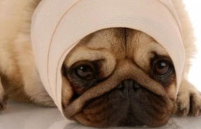 狗狗脑炎原因是什么？不妨来看看吧(图1)