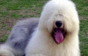 狗狗脑炎原因是什么？不妨来看看吧(图2)