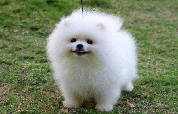 比熊和博美哪个好养些？方方面面来也很下(图1)