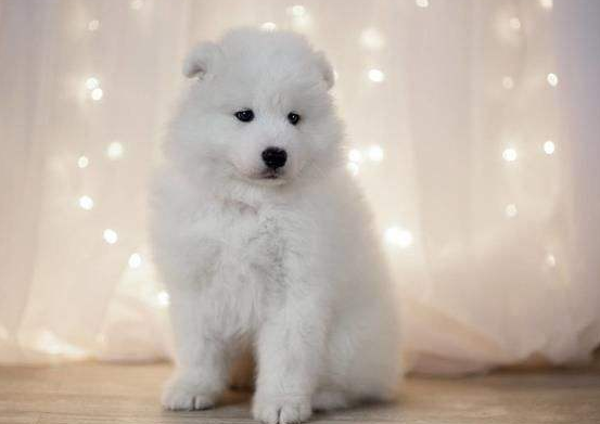 比熊和博美哪个好养些？方方面面来也很下(图3)