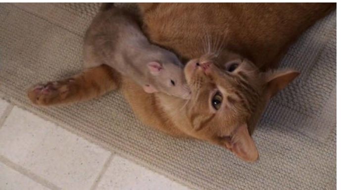 女子买回家了只宠物鼠 猫咪见了敞开怀抱 和谐画风太难以相信(图3)