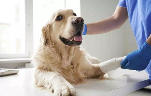 狗狗头外伤急救怎莫处理？宠比较多明白了怎么做(图1)