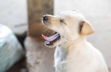 狗狗头外伤急救怎莫处理？宠比较多明白了怎么做(图2)