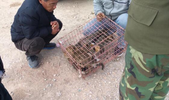 商贩大量收购土猫,买主开价120元,商贩却称“这只要你200!”(图2)