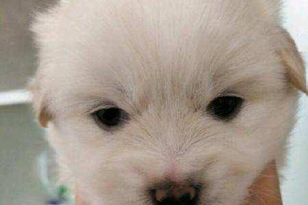 比熊和博美适合家养吗？答案不言而喻(图2)