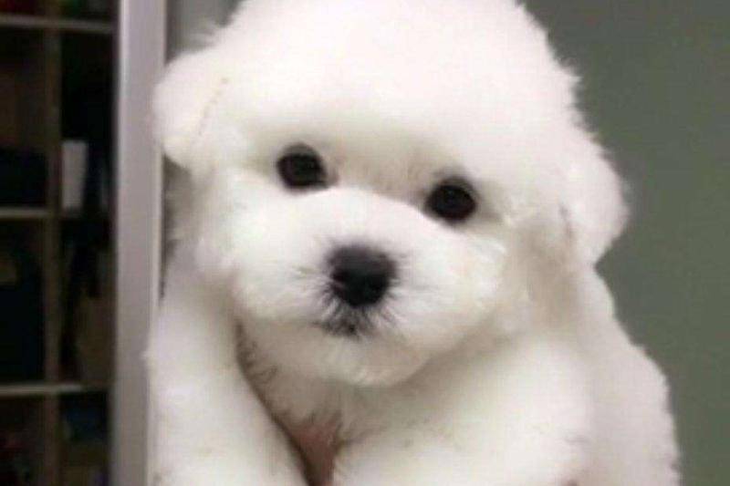 比熊和博美适合家养吗？答案不言而喻(图3)