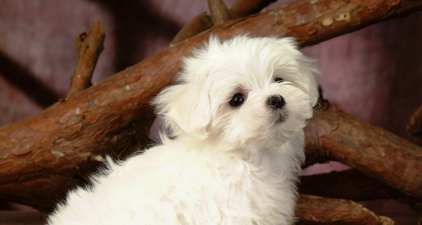 告诉你 狗嘴巴流粘稠液体咋办？(图1)