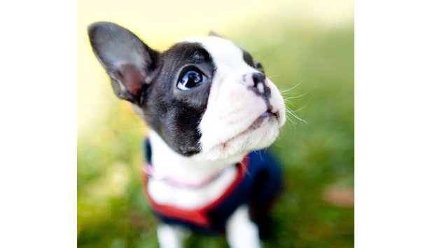 告诉你 狗嘴巴流粘稠液体咋办？(图2)