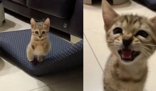 听见主人的呼唤 虎斑猫当即本尊跳跳虎 蹦跳地跑到主人面前(图1)