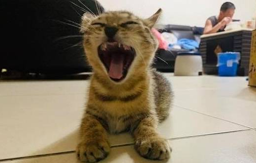 听见主人的呼唤 虎斑猫当即本尊跳跳虎 蹦跳地跑到主人面前(图2)