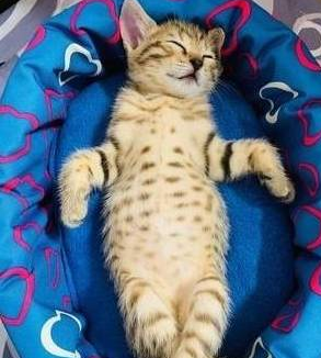 听见主人的呼唤 虎斑猫当即本尊跳跳虎 蹦跳地跑到主人面前(图3)