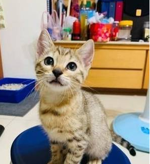 听见主人的呼唤 虎斑猫当即本尊跳跳虎 蹦跳地跑到主人面前(图4)
