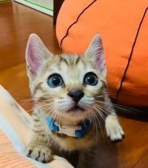 听见主人的呼唤 虎斑猫当即本尊跳跳虎 蹦跳地跑到主人面前(图5)