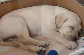 狗不孕不育怎摸治疗啊？宠主来去看看吧(图1)