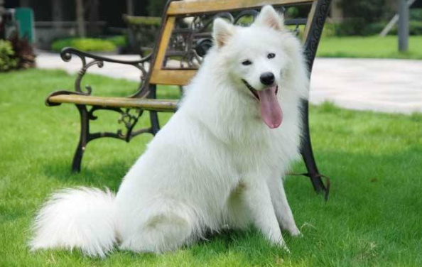 牧羊犬训练教程 先从最基本的结束(图1)