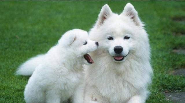 牧羊犬训练教程 先从最基本的结束(图3)