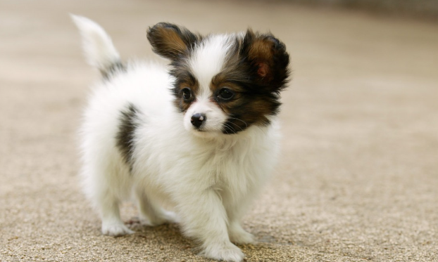 为么狗发疯似地满屋乱走呢？(图1)