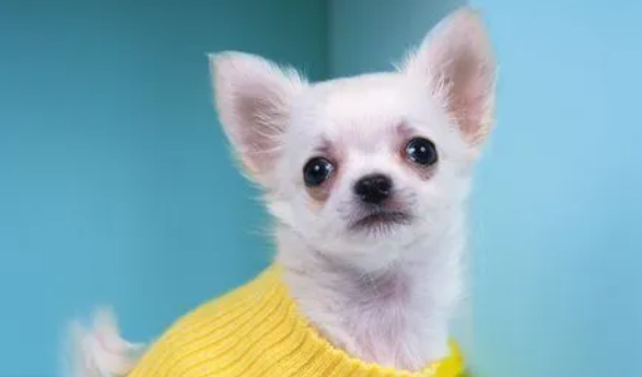 为么狗发疯似地满屋乱走呢？(图2)