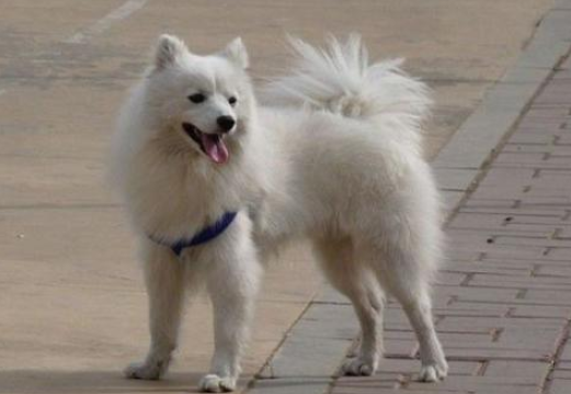 牧羊犬训练教程 先从最基本的就开始(图2)